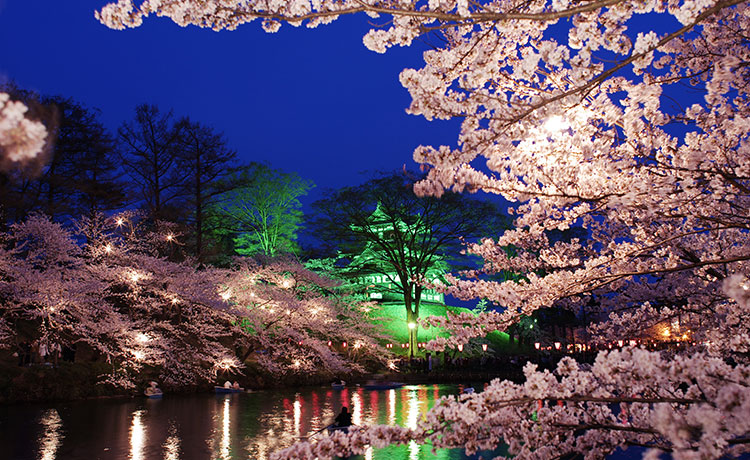 高田城の夜桜